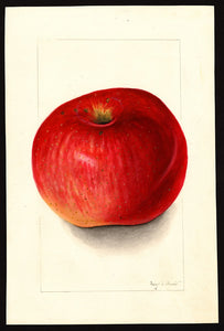 Wolf River Apple