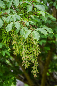 Vine Leaf Maple