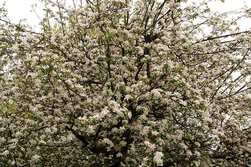 Apple Seedling