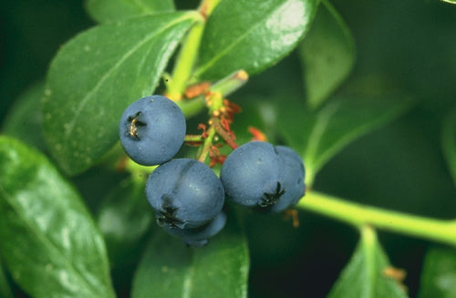 Patriot Blueberries