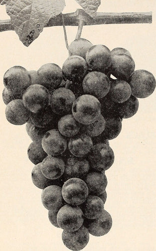 Fredonia Grape