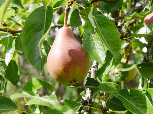 Clapp's Favourite Pear