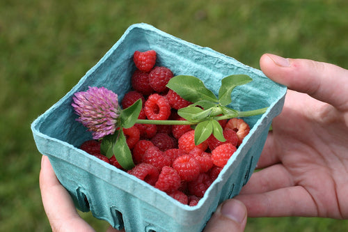 Algonquin Raspberries