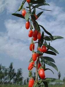 September Gem Goji Berry