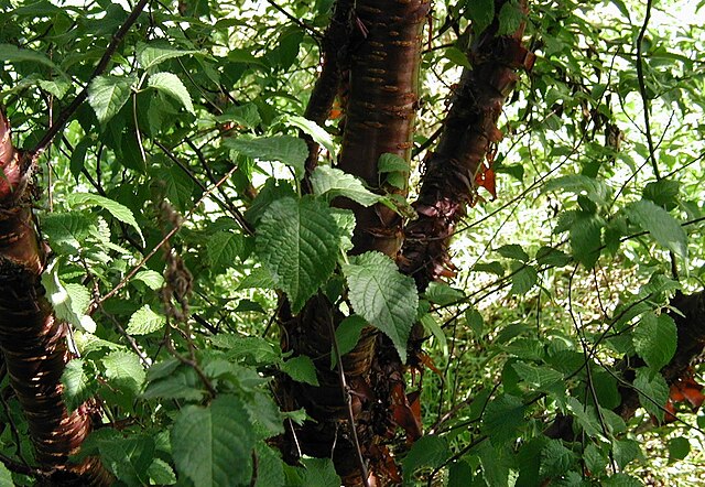 Gold Bark Cherry