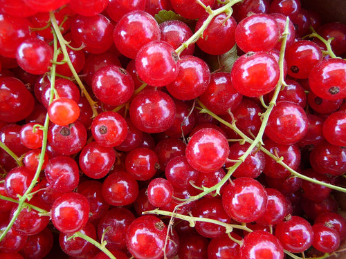 Red Currant