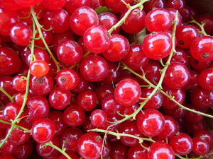 Red Currant