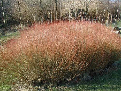 Purple Willow