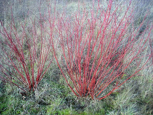 Tartarian Red Dogwood