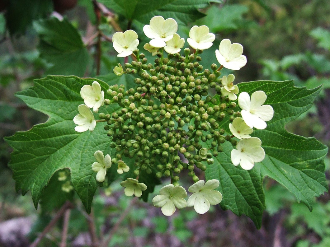 Guelder Rose