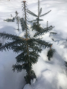 Balsam Fir