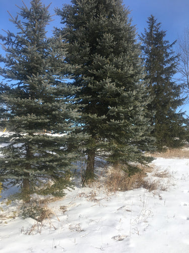 Colorado Blue Spruce Seedlings