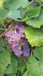 Canadice Red Grape