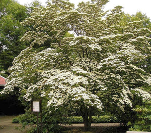 Japanese Dogwood