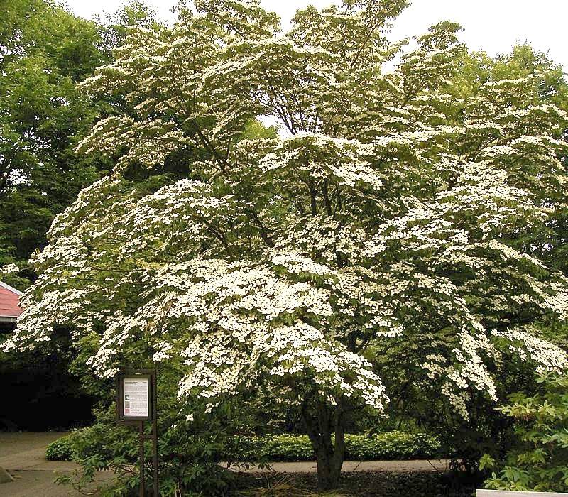 Japanese Dogwood