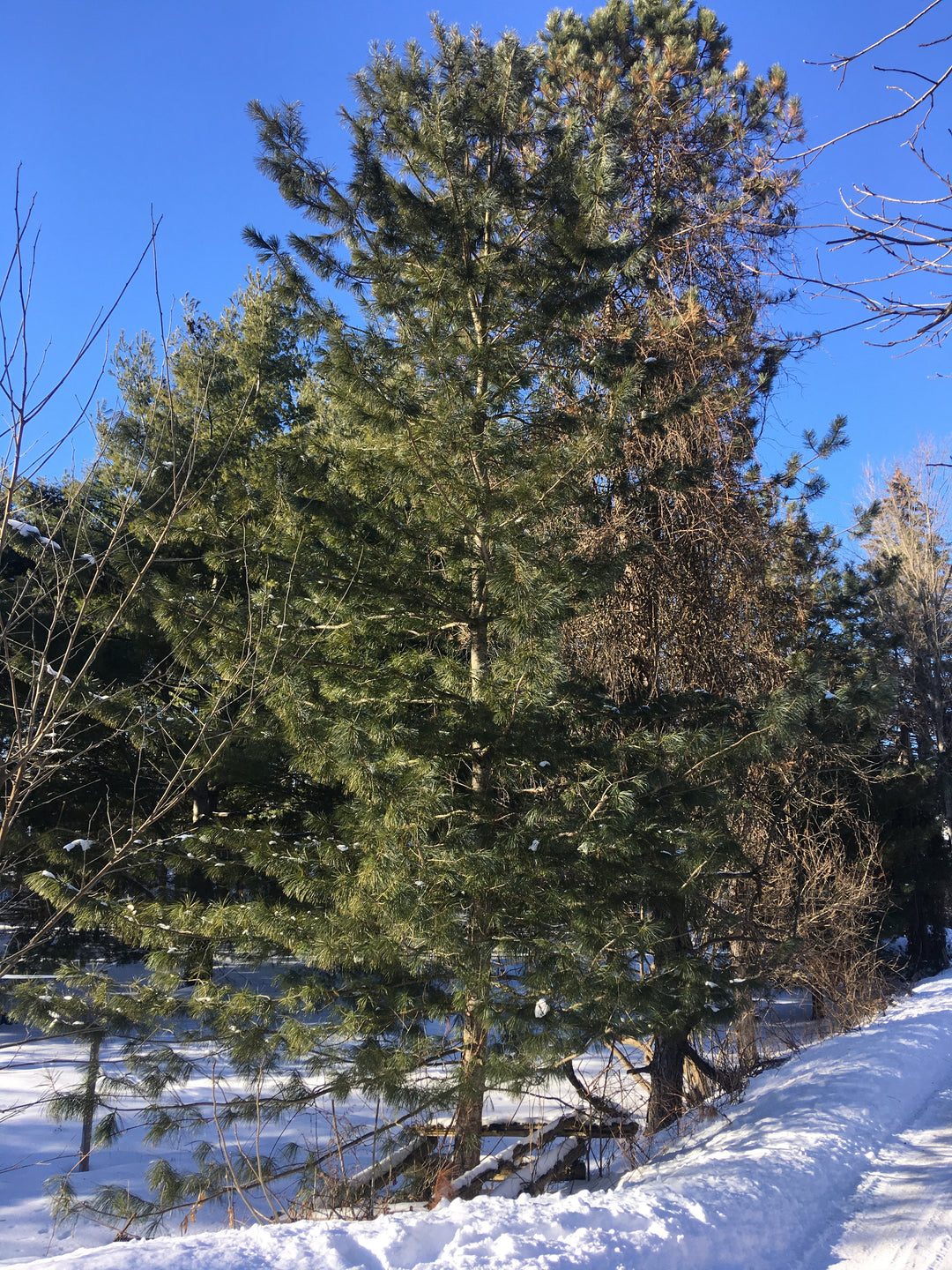 Korean Pine – Golden Bough Tree Farm