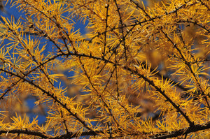 Dahurian Larch