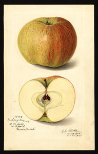 Northern Spy Apple