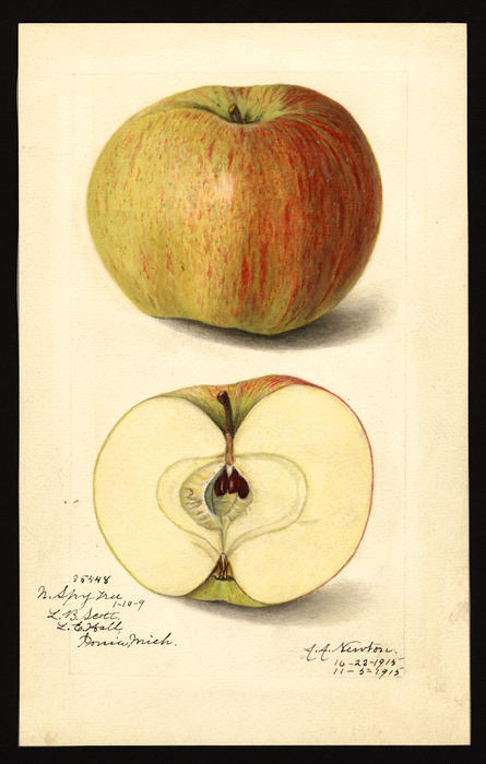 Northern Spy Apple