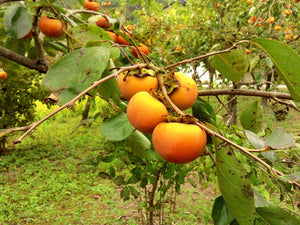 Northern Persimmon