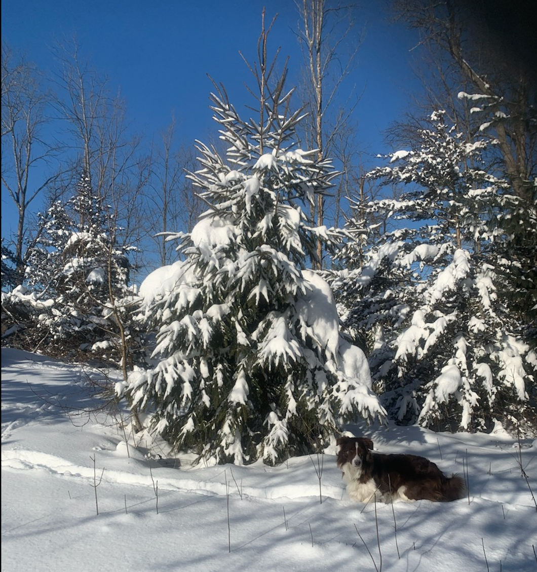 Balkan Spruce