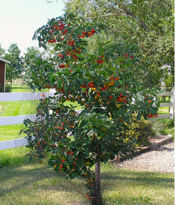 Evan's Cherry
