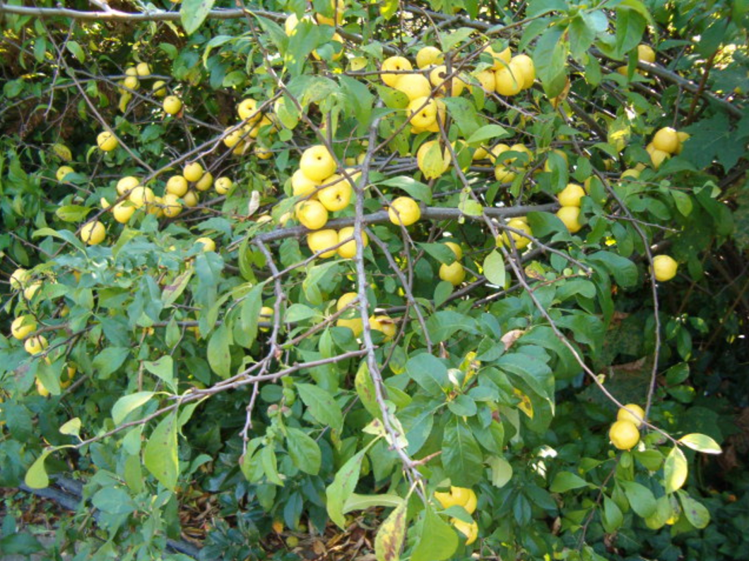 Northern Flowering Quince