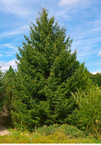 Greek Fir