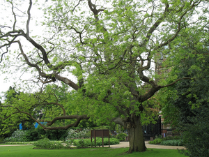 Japanese Pagoda Tree