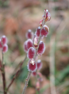 Mount Aso Willow