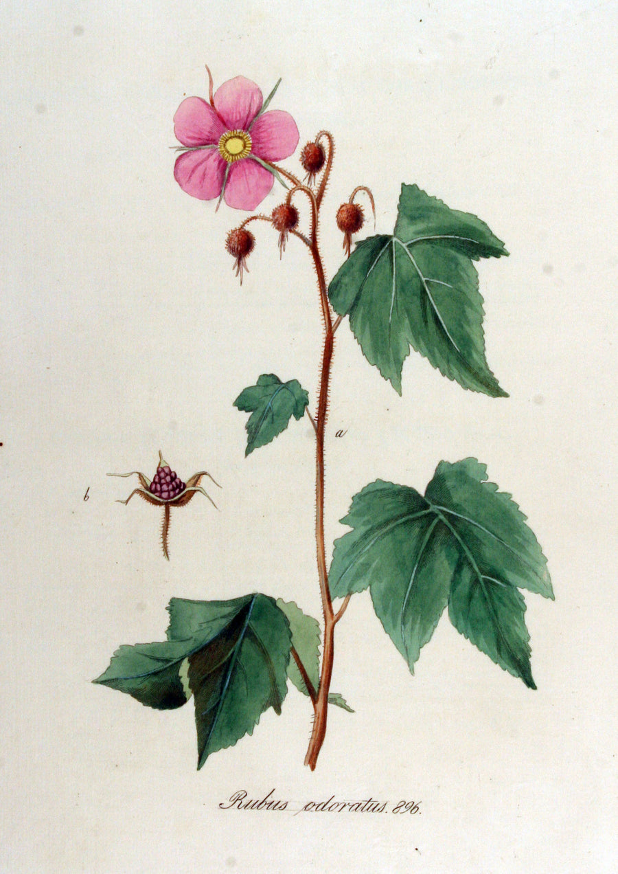 Thimbleberry – Golden Bough Tree Farm