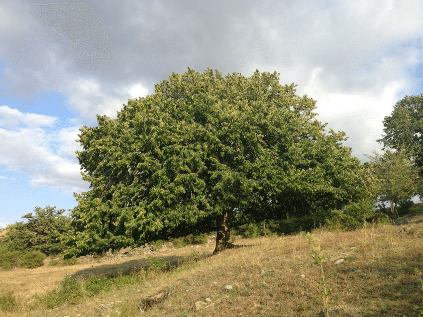 Anatolian Tree Hazel