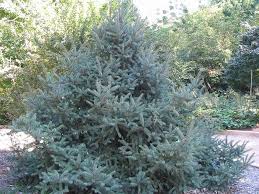 Dragon Spruce