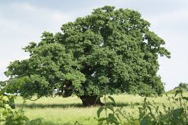 English Oak