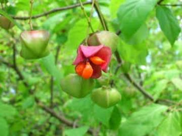 Sachalin Euonymus