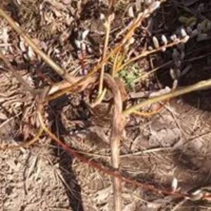 Fantail Willow – Golden Bough Tree Farm