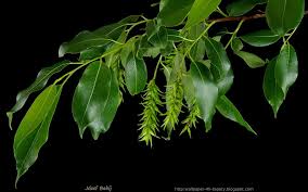 Laurel-Leaf Willow