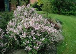 Littleleaf Lilac