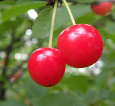 Montmorency Cherry