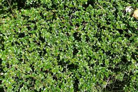 Shiny Cotoneaster