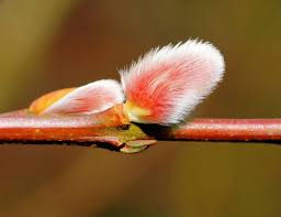 Red-Budded Pussy Willow