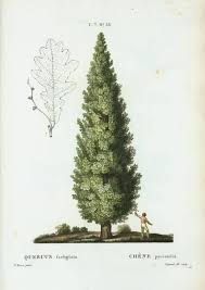 Pyramidal English Oak