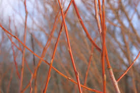 Redskin Willow