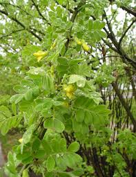 Siberian Pea Shrub