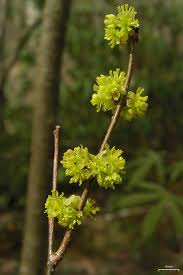 Spicebush